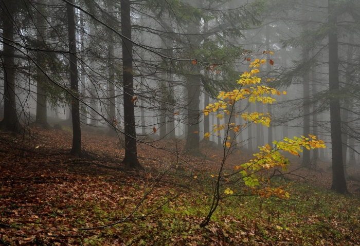 Na Podolánkách, Beskydy